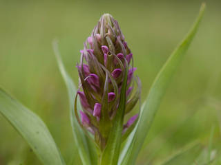 Flora en broedvogels wegbermen Rotterdamse havens Flora en broedvogels wegbermen Rotterdamse havens