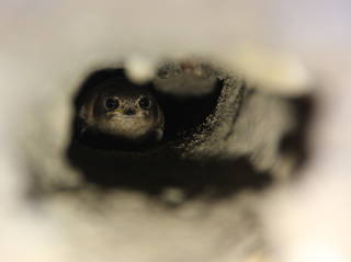Boskalis en Bureau Viridis leggen nestwand aan voor oeverzwaluw