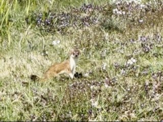 Hermelijn tijdens het veldwerk