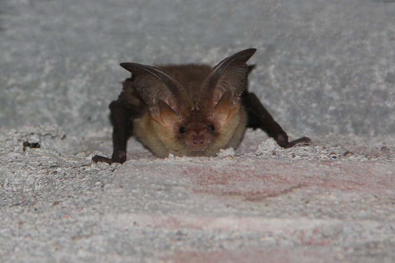 Basiscursus vleermuizen 