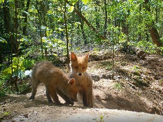 Jonge vosjes op wildcamera