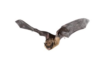 Cursus echolocatie vleermuizen Cursus echolocatie vleermuizen