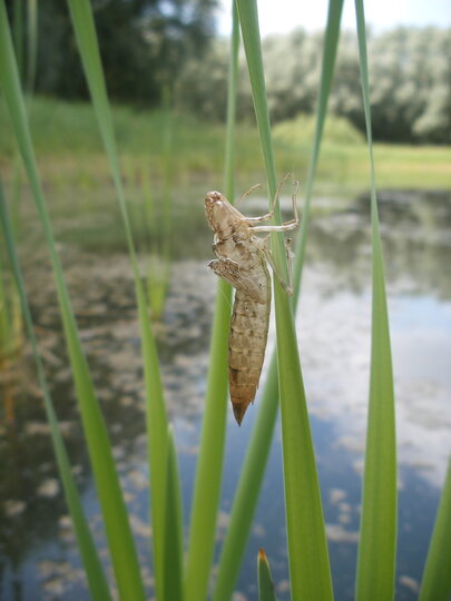 Determinatiecursus huidjes en larven van libellen