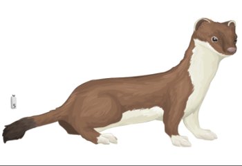 Cursus marterachtigen