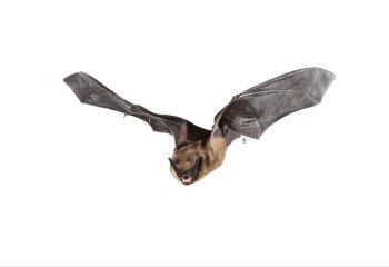 Vacature - Vleermuisonderzoeker