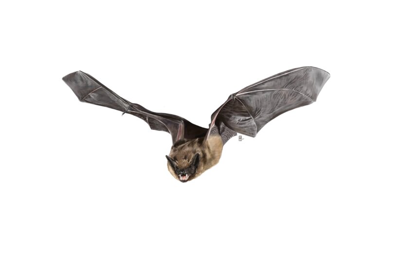 Cursus echolocatie vleermuizen