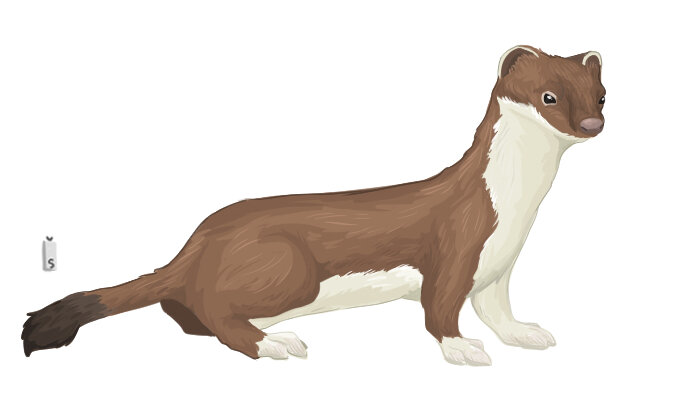 Cursus marterachtigen Cursus marterachtigen